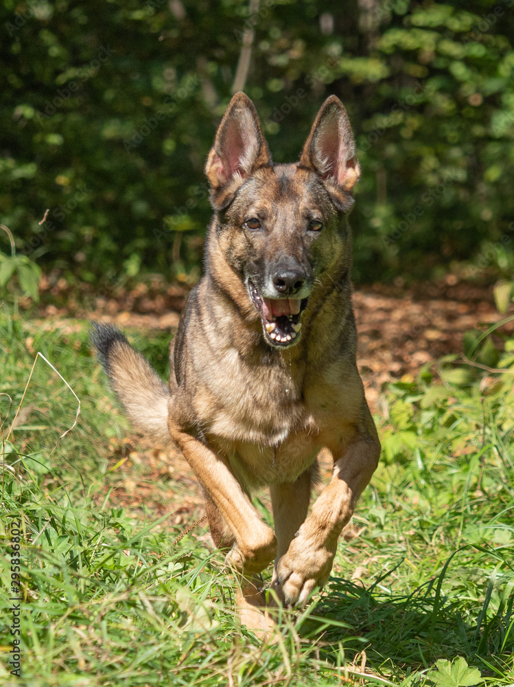Portrait of a German shepherd on a natural background. German shepherd in motion. Working dog