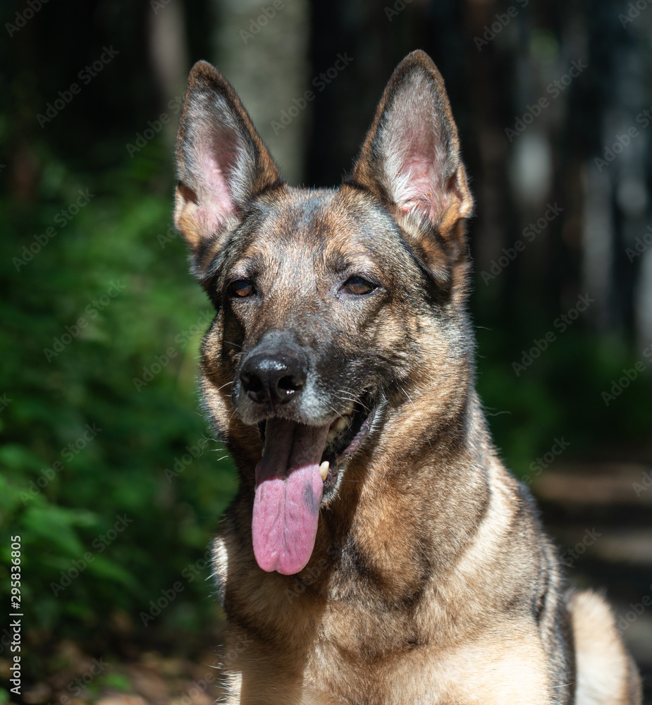 Portrait of a German shepherd on a natural background. Working dog Portrait of a German shepherd on a natural background. Working dog