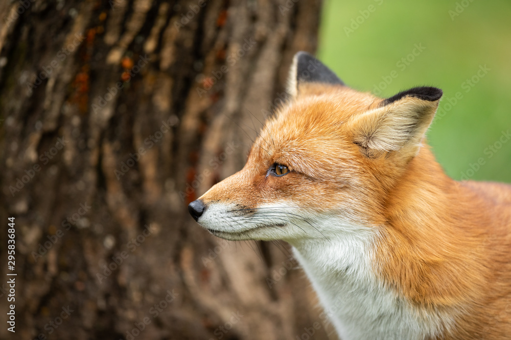 Fototapeta premium Portrait of a Red fox in the forest during the autumn