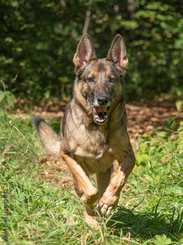 Portrait of a German shepherd on a natural background. German shepherd in motion. Working dog