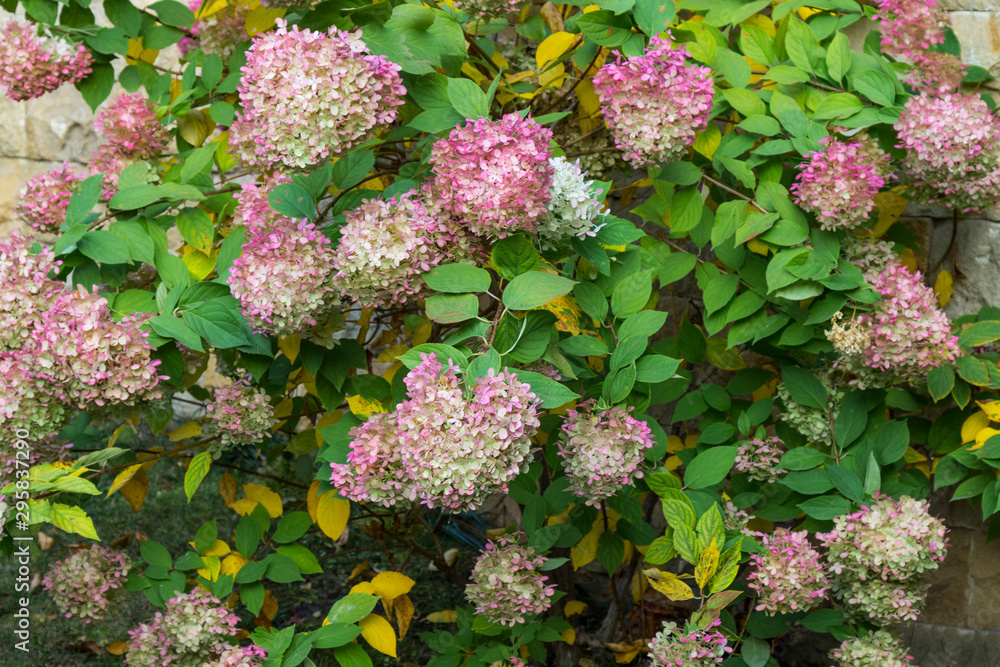 Fototapeta premium Blooming hydrangea in autumn against a stone wall.