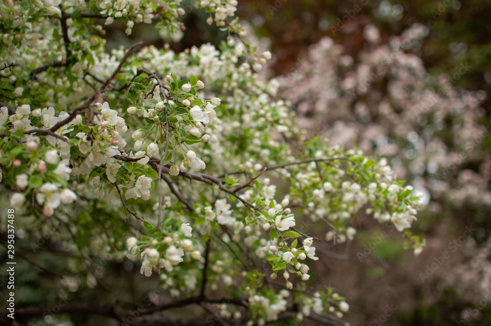 Apple tree branches with buds and white flowers with a blurred background Apple tree branches with buds and white flowers with a blurred background