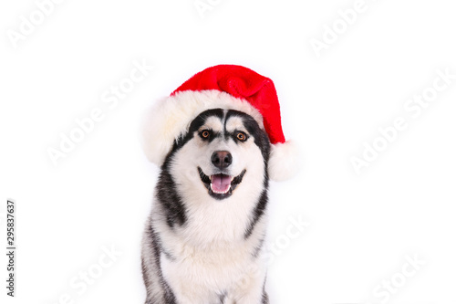 Christmas dog concept. Portrait of young beautiful funny husky sitting with his tongue sticking out, wearing santa hat, white isolated background. Smiling face of domestic pet. Close up, copy space