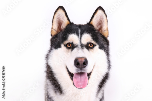 Fototapeta Naklejka Na Ścianę i Meble -  Portrait of young beautiful funny husky dog sitting with its tongue out on white isolated background. Smiling face of domestic pure bred dog with pointy ears. Close up, copy space.