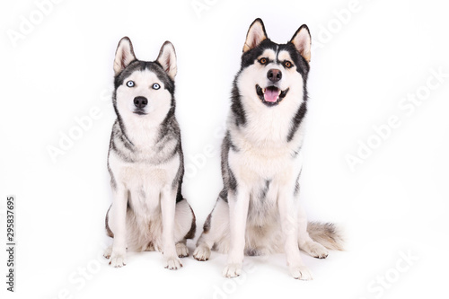 Portrait of young beautiful funny husky dog sitting with its tongue out on white isolated background. Smiling face of domestic pure bred dog with pointy ears. Close up  copy space.