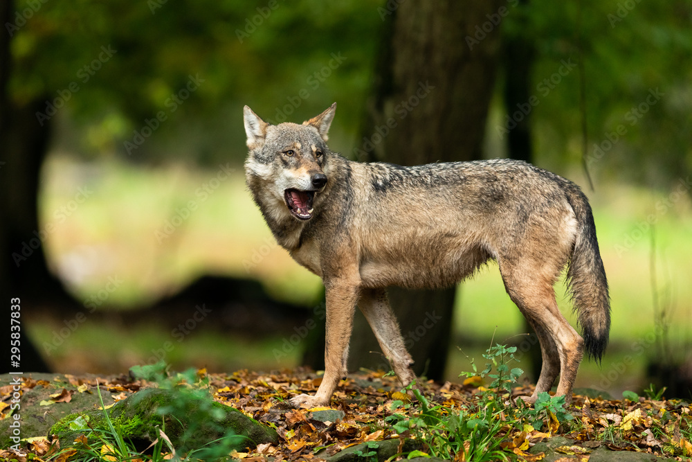 Gray wolf in the forest during the autumn