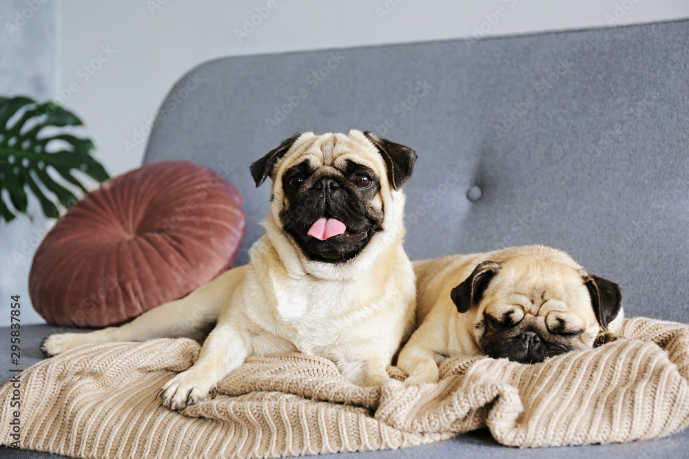 Two funny dreamy pugs with sad facial expression lying on the grey textile couch with blanket and cushion. Domestic pet at home. Purebred dog with wrinkled face. Close up, copy space, background. Two funny dreamy pugs with sad facial expression lying on the grey textile couch with blanket and cushion. Domestic pet at home. Purebred dog with wrinkled face. Close up, copy space, background.