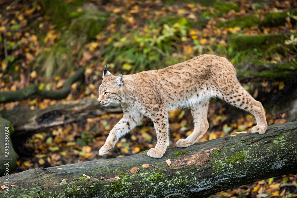 Lynx walking on the tree in the forest Lynx walking on the tree in the forest