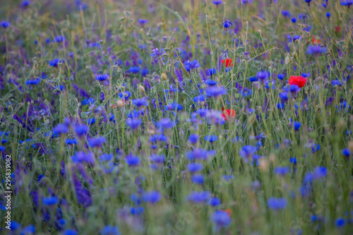 Closeup of cornflowers and poppies field