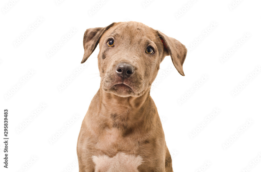 Portrait of a beautiful puppy pitbull, isolated on white background Portrait of a beautiful puppy pitbull, isolated on white background