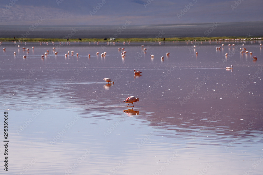 Flamingos in the Laguna Colorada. Landscape of Siloli Desert. Snow-capped volcanoes and desert landscapes in the highlands of Bolivia. Andean landscapes of the Bolivia Plateau