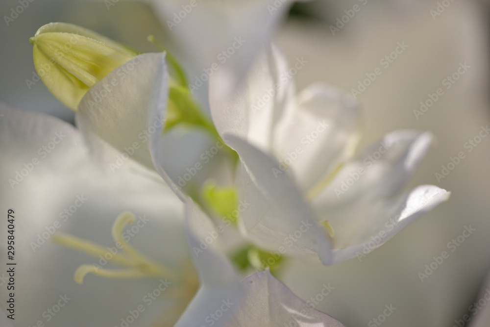 Obraz premium weisse Glockenblume