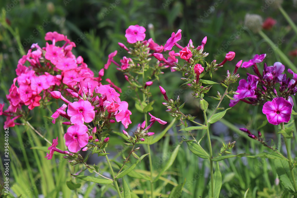 Pink phlox flowers blooming close up photo on green garden background.