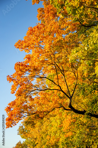 Baum mit buntem Herbstlaub