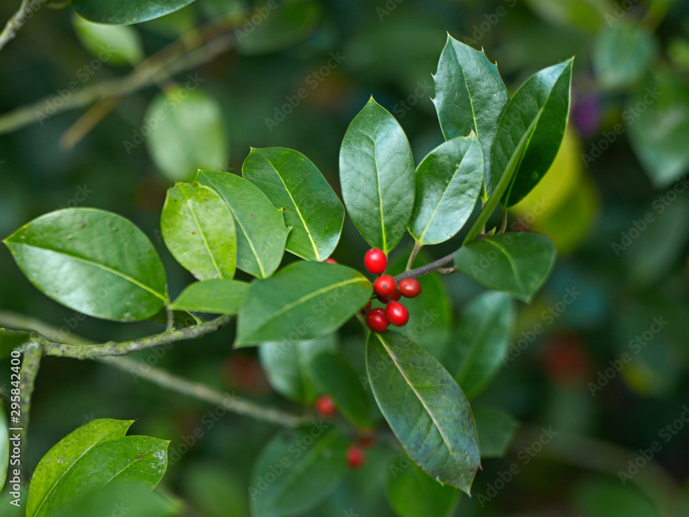 Close up of Holly Ilex X altaclerensis 'Purple Shaft'