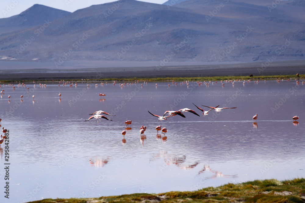 Flamingos in the Laguna Colorada. Landscape of Siloli Desert. Snow-capped volcanoes and desert landscapes in the highlands of Bolivia. Andean landscapes of the Bolivia Plateau