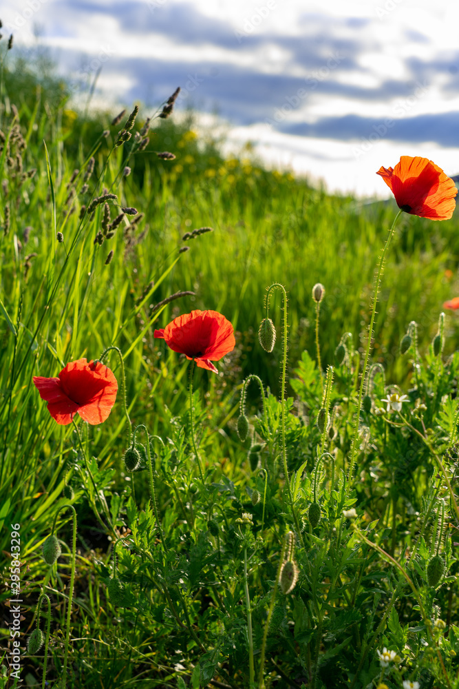 Fototapeta premium early morning sunny red poppy field scene