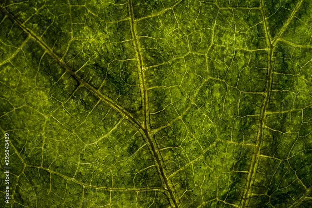 Obraz premium Background image of a leaf of a tree close up. A green leaf of a tree is a big magnification. Macro shooting.