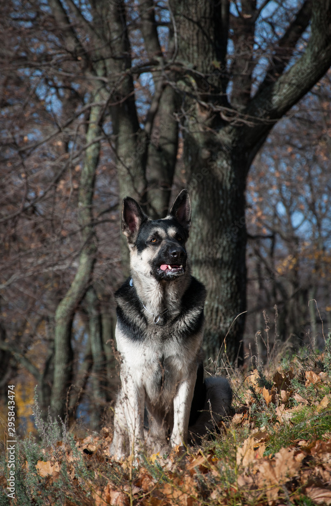young east european shepherd in the autumn forest