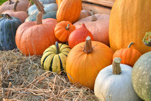 Autumn pumpkins harvest on straw photo