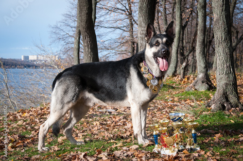 young east european shepherd in the autumn forest