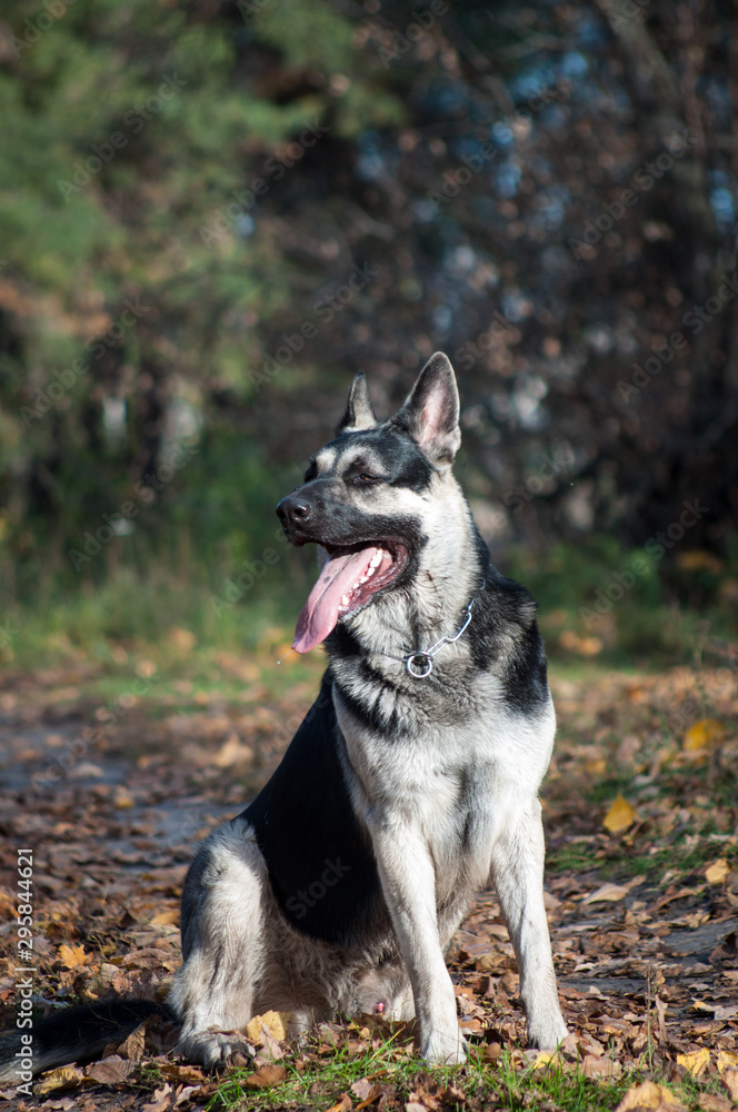 young east european shepherd in the autumn forest young east european shepherd in the autumn forest