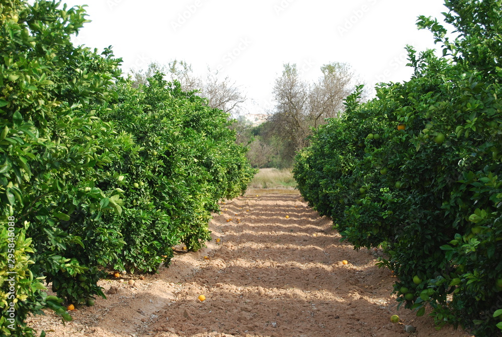 Valencia Orange Grove, Spanish Fruit, Spain