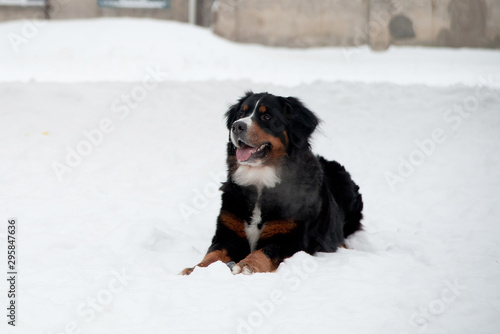 Young Bernese Mountain Dog playing with a toy in the snow