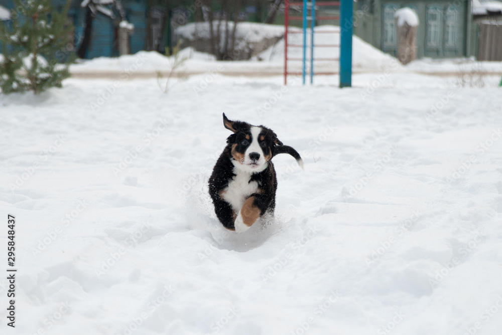 Cute Bernese Mountain Dog puppy runs in the snow