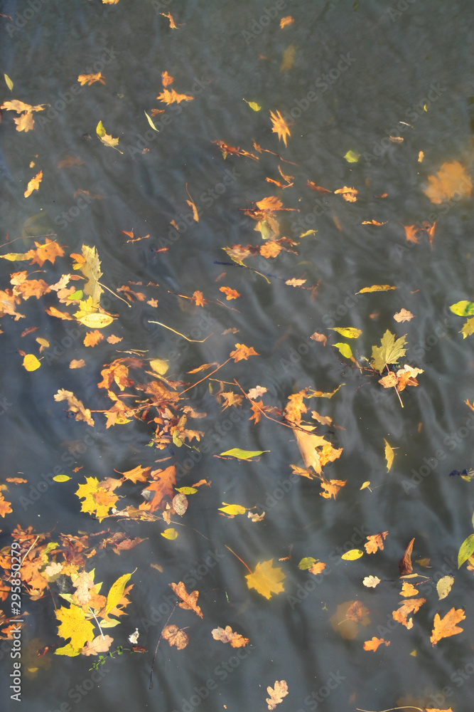 Leaves in water Leaves in water