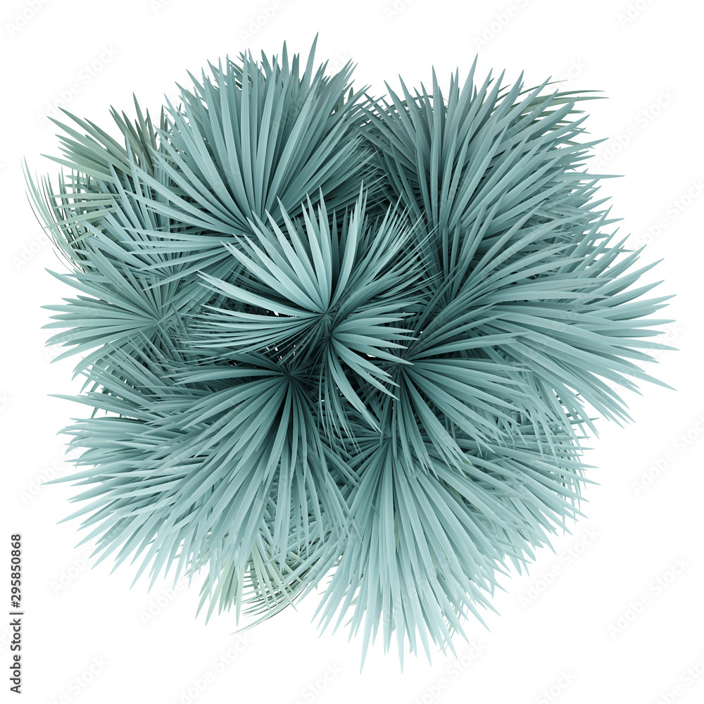 silver fan palm tree isolated on white background. top view silver fan palm tree isolated on white background. top view