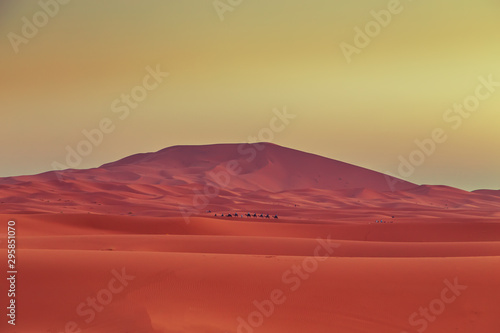 Camel caravan at dawn in the Sahara desert.