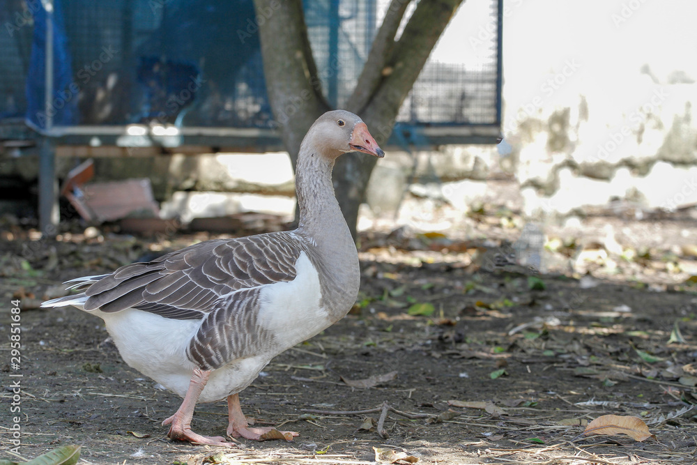 gray goose walking in farm at thailand gray goose walking in farm at thailand
