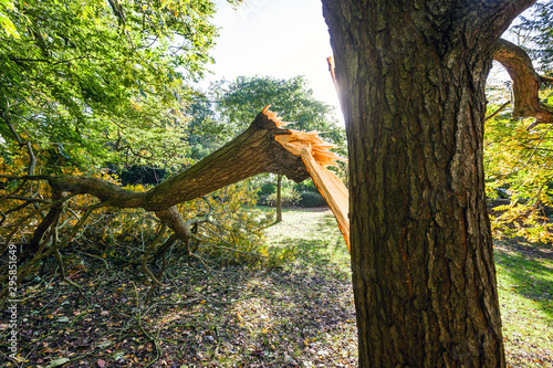  Large tree limb broken off during the 