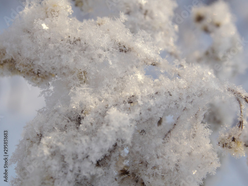 grass covered with hoarfrost and snow can be used for backgrounds, wallpapers and creative