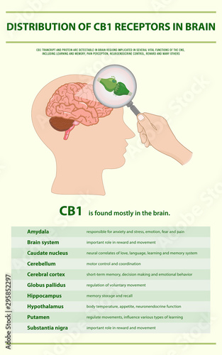 Distribution of CB1 Receptors in Brain vertical infographic illustration about cannabis as herbal alternative medicine and chemical therapy, healthcare and medical science vector.