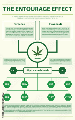 The Entourage Effect vertical infographic illustration about cannabis as herbal alternative medicine and chemical therapy, healthcare and medical science vector.