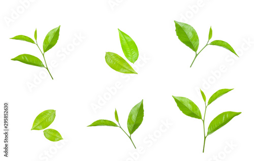 Green tea leaf collection isolated on white background