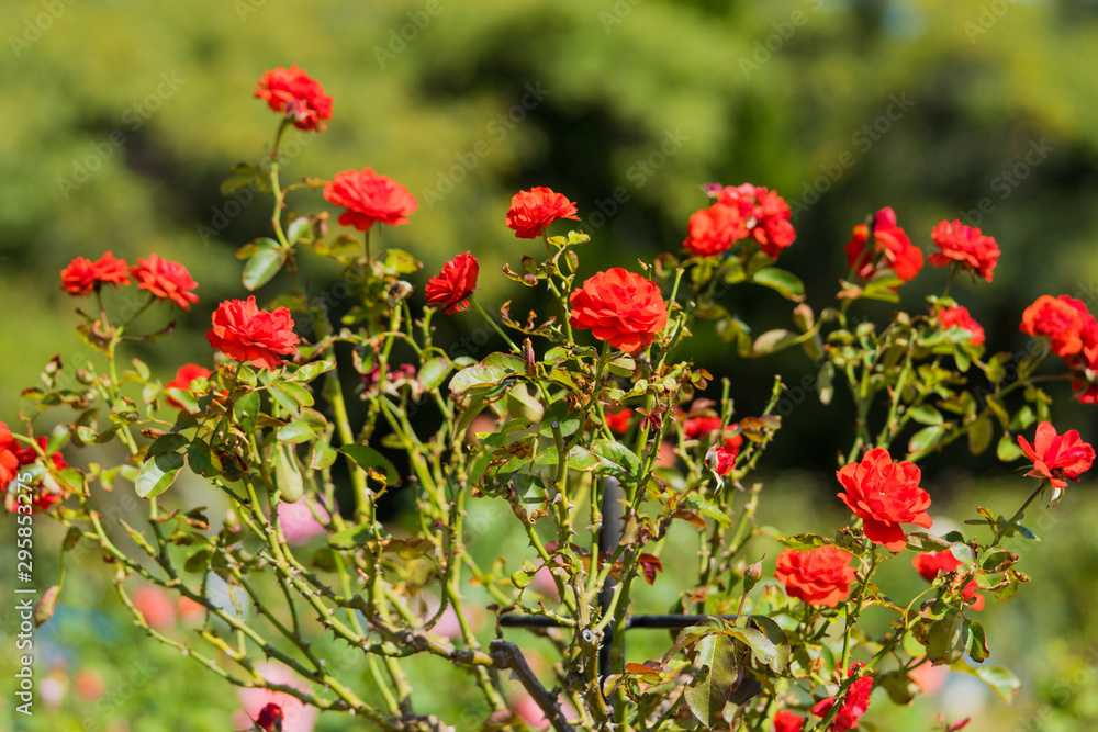 薔薇 薔薇