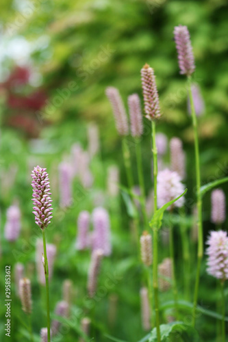 Flowers in the garden © Violetta Korolkova 