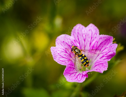 Bee on a geranium flower