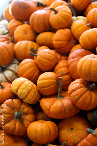 orange pumpkin batch