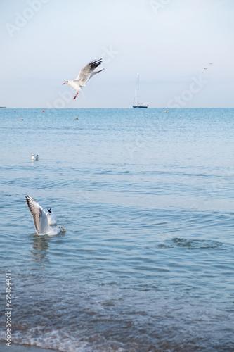 A flock of large white gulls rest on the waves of the sea surf.  Theme of the sea  ocean and relaxation