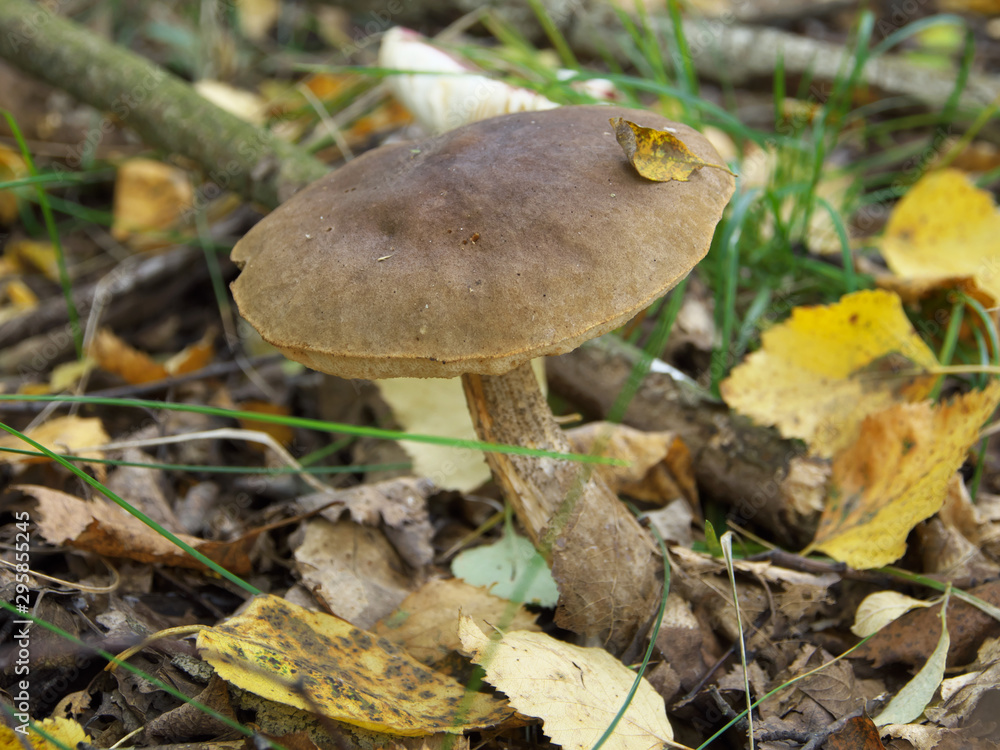 Autumn mushrooms among leaves and grass, white mushroom in autumn forest Autumn mushrooms among leaves and grass, white mushroom in autumn forest