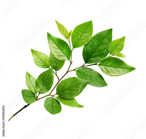 Twig with green leaves