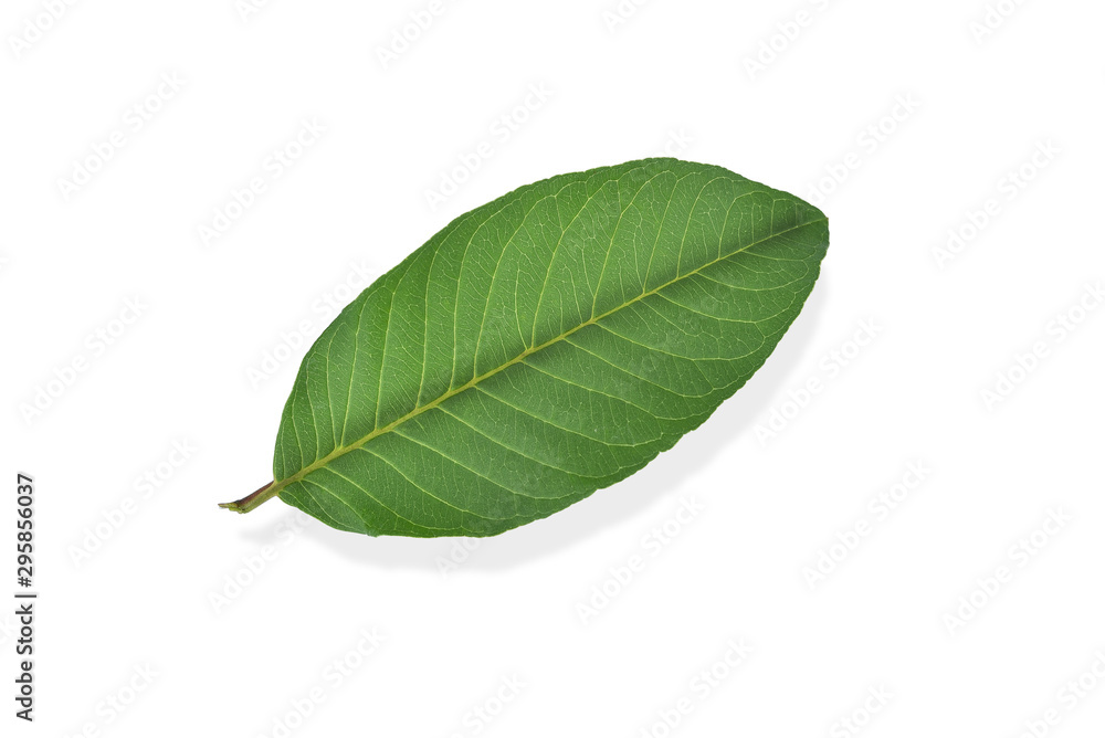 Obraz premium Guava leaf isolated on white background with clipping path.Guava leaves help stop bad breath.Guava leaves relieve toothache from gingivitis.Guava leaves reduce intestinal peristalsis