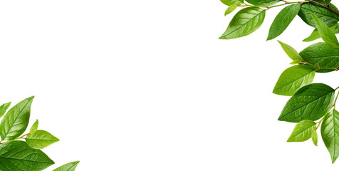 Corners with green leaves