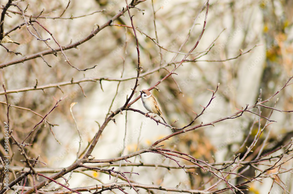 Sparrow on branch, small bird