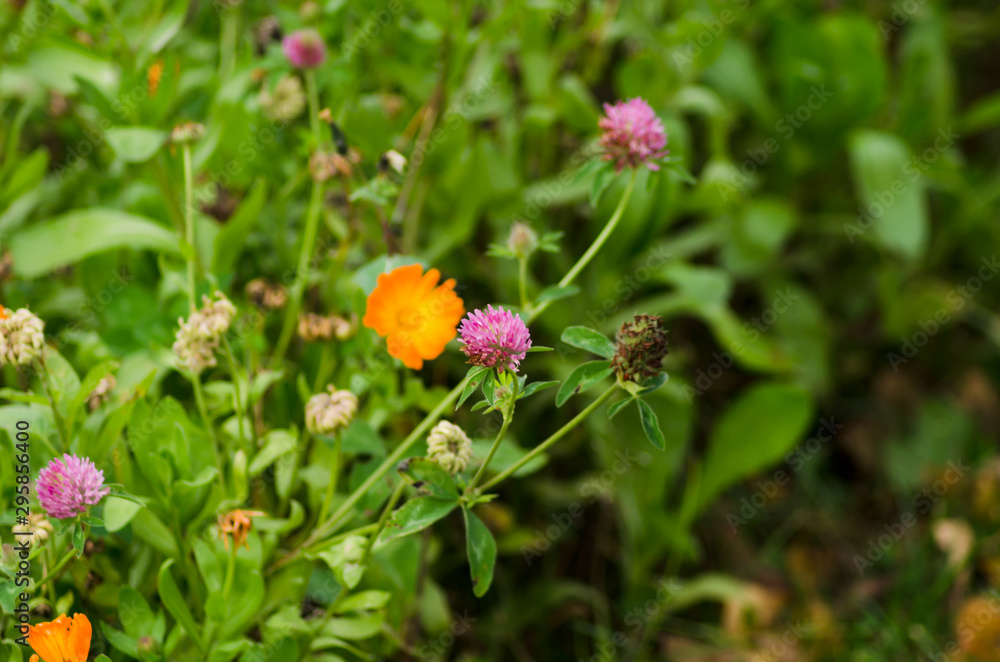 clover and calendula flowers closeup clover and calendula flowers closeup