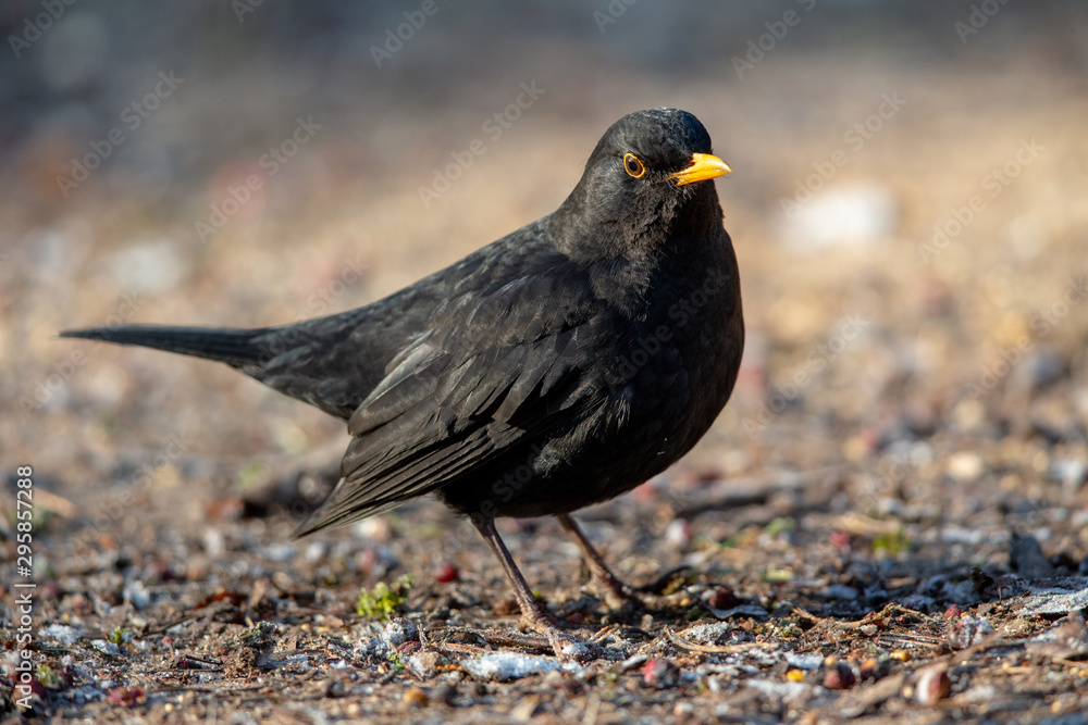 Common Blackbird (Turdus merula) in the nature protection area Moenchbruch near Frankfurt, Germany. Common Blackbird (Turdus merula) in the nature protection area Moenchbruch near Frankfurt, Germany.